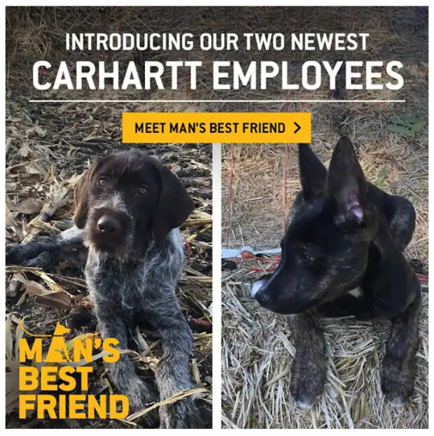 newsletter-ideas-pet-pictures-carhartt